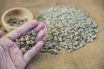 hand hold defect of green bean coffee checking before roasting in home