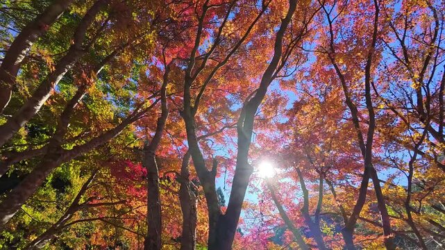 晴天に映える紅葉の森をジンバル移動で
