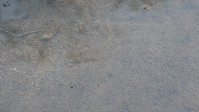 Gerridae or water striders. Its Hemiptera  family insects. Its other name waters skeeter,&nbsp;water scooters insect,&nbsp;waters bug,&nbsp;pond skaters, water skipper, waters gliders insects and&nbsp;water skimmers.