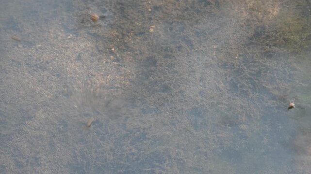 Gerridae or water striders. Its Hemiptera  family insects. Its other name waters skeeter,&nbsp;water scooters insect,&nbsp;waters bug,&nbsp;pond skaters, water skipper, waters gliders insects and&nbsp;water skimmers.