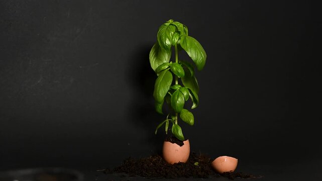 Fresh basil grows from eggshells.