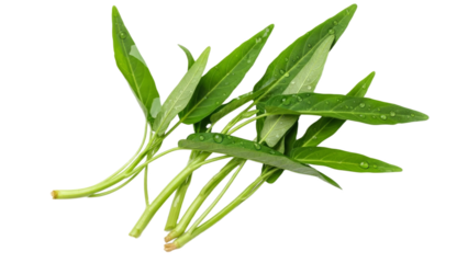 Fresh Water Spinach or Morning Glory with Dew Drops Isolated on White Backdrop