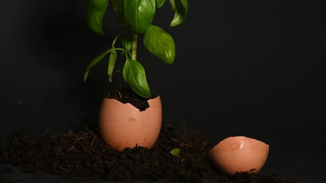 Fresh basil grows from eggshells.