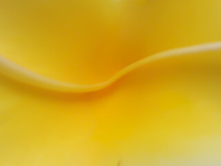 Soft focus abstract yellow gradient with flowing curves.. 