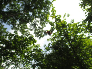 a collection of hot air balloons stuck in the trees