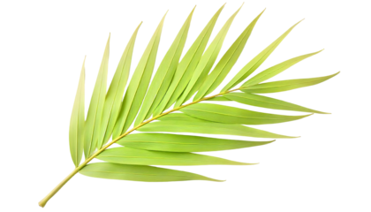 A palm leaf on a transparent background, illustrating a minimalist design that resonates with the spirit of Ramadan