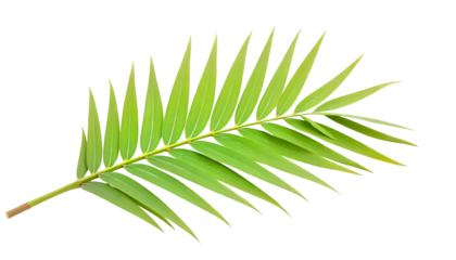 A palm leaf against a transparent backdrop, evoking a sense of serenity and tradition associated with Ramadan festivities