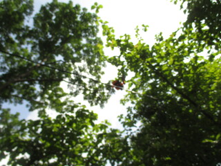 a collection of hot air balloons stuck in the trees