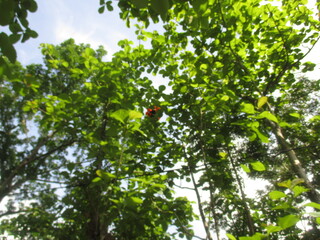 a collection of hot air balloons stuck in the trees