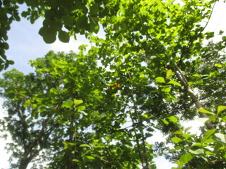 a collection of hot air balloons stuck in the trees