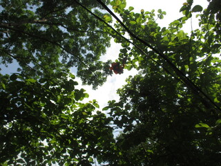 a collection of hot air balloons stuck in the trees