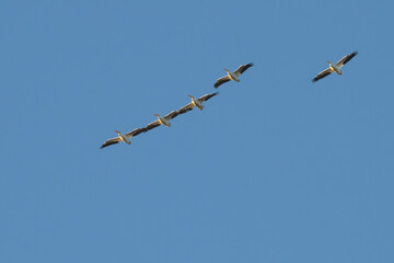 Flock of white pelicans in flight overhead.