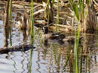 Blue-winged teal in pond