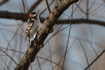 Downy woodpecker perched on a tree branch.