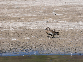 Green-winged teal in dried pond
