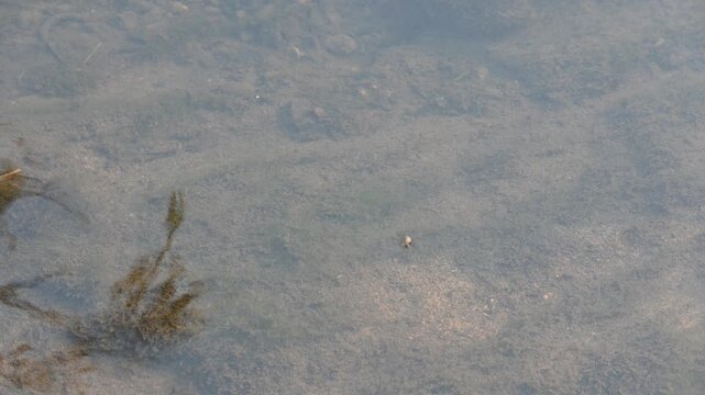 Gerridae or water striders. Its Hemiptera  family insects. Its other name waters skeeter,&nbsp;water scooters insect,&nbsp;waters bug,&nbsp;pond skaters, water skipper, waters gliders insects and&nbsp;water skimmers.