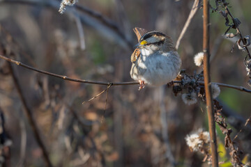 White-throated sparrow perched on a branch.