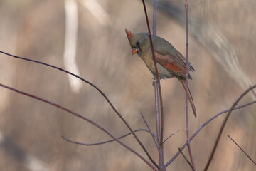 Female northern cardinal perched on a branch.
