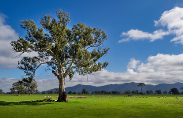 Sheep Grazing in the Victoria Valley - Grampian Ranges, Victoria