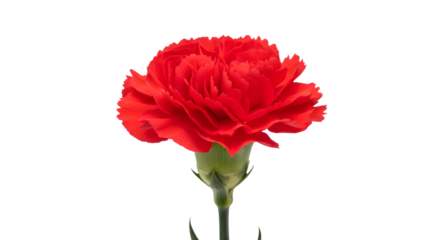 Vibrant red carnation flower blossom close up isolated on transparent background