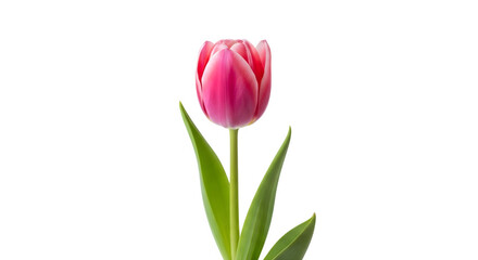 Fototapeta premium Elegant pink tulip flower blossom with green stem isolated on transparent background
