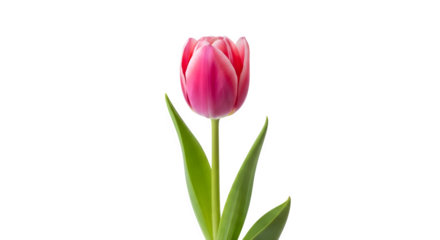 Elegant pink tulip flower blossom with green stem isolated on transparent background