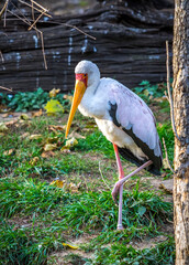 Yellow-billed stork (Mycteria ibis) standing in natural habitat. African wading bird with long legs and bright yellow beak in green environment. Wildlife photo of large African stork in the wild
