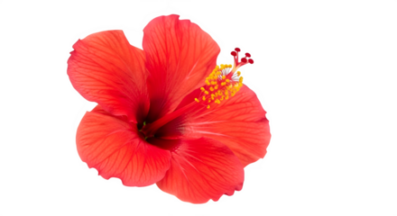 Vibrant red hibiscus flower blossom with yellow stamens isolated on transparent background