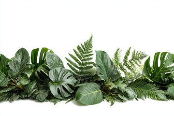 Tropical Green Leaves Assortment on White Backdrop Nature Decoration Lush Foliage Exotic Plant Composition Fern Monstera Detailed Still Life Arrangement