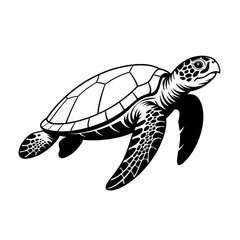 vector illustration of turtle