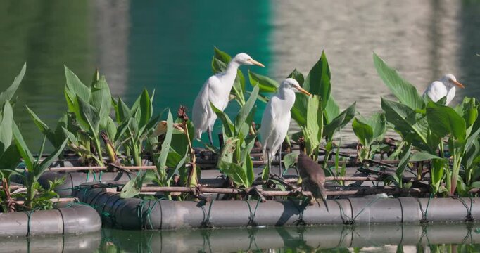 Egrets resting on floating vegetation islands in a Colombo lake, Sri Lanka