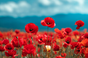 Fototapeta premium A vibrant field of red poppies stretches across a landscape under a soft blue sky, with a few flowers in sharp focus in the foreground and a soft bokeh background adding depth to the scene.