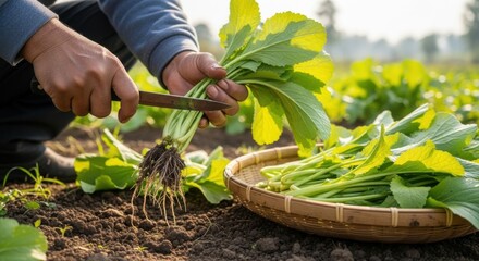 Farmer Harvesting Fresh Mustard Greens in Organic Vegetable Field