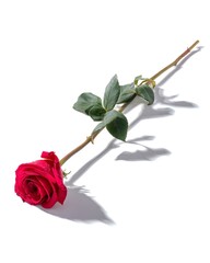 Elegant Red Rose With Green Leaves Isolated on Bright Background