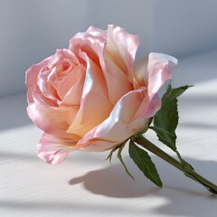Soft Pink Rose Blossom in Natural Light on a Gentle Surface