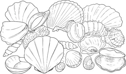 Fototapeta premium Seashells collection outline for coloring pages, book illustration, and decoration