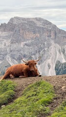 Scottish Cows, Highland Cows, Dolomites, Dolomiti, Northern Alps, Italian Alps