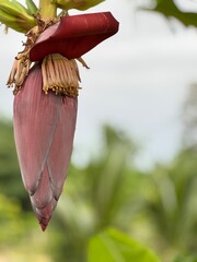A close-up photograph of a banana blossom (banana heart) hanging beneath clusters of young green bananas on a tropical tree.