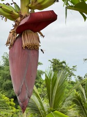 A close-up photograph of a banana blossom (banana heart) hanging beneath clusters of young green bananas on a tropical tree.