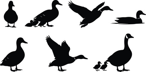Set of duck and goose silhouettes vector illustration in various poses: flying, swimming, standing, and with ducklings for nature, wildlife, hunting, and bird watching design.