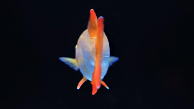 Holographic Barbonymus schwanenfeldii Animation &ndash; Realistic Natural Movement with Clean Black Background, High Detail Futuristic