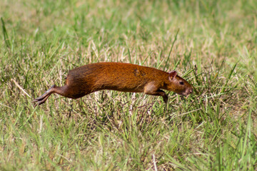 Jochi colorado o agutí en las pampas de Beni, Bolivia