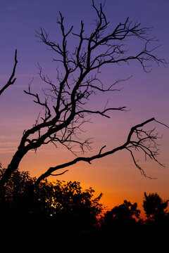 Arboles en el atardecer en Pampas del Yacuma, Beni Bolivia