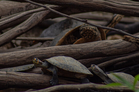 Tortugas en el rio yacuma tomando sol