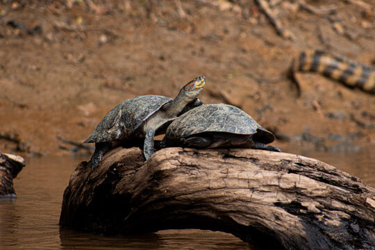 Tortugas terecaya, Podocnemis unifilis, tomando el sol en el Rio Yacuma, Beni, Bolivia