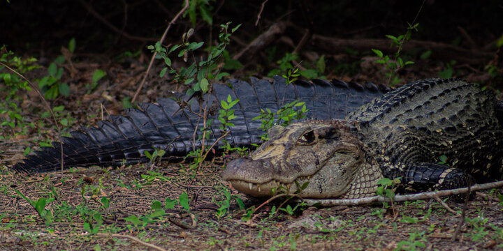 Caiman negro (Melanosuchus niger) y caiman yacare en el rio yacuma