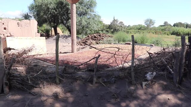 Close up shot of grapes drying naturally in the sun on an artisanal drying rack for local raisin production in Fiambala Catamarca Argentina