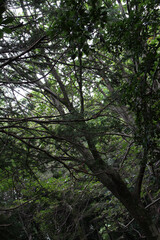 Trees in natural forest background. Tree trunks and branches with lush green leaves in late summer.