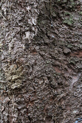 Closeup texture of natural tree bark background. Rough surface of trunk.