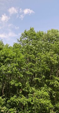 mixed forest with different types of trees in sunny, warm weather with large and strong winds in summer, trees growing in the summer during the daytime